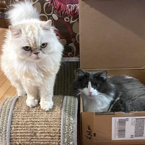 Domestic Medium Hair