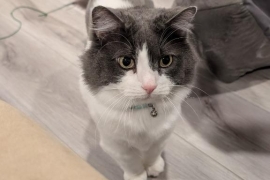 Domestic Medium Hair