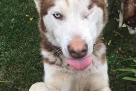 Siberian Husky