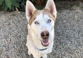 Siberian Husky