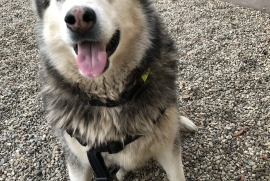 Siberian Husky Siberian Husky