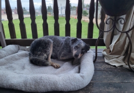 Australian Cattle Dog / Blue Heeler