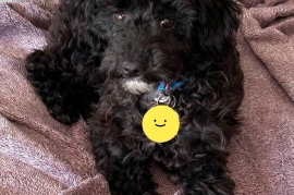 Miniature Poodle