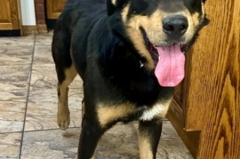 German Shepherd Dog