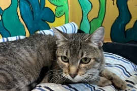 Domestic Short Hair
