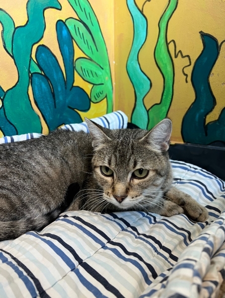 Domestic Short Hair