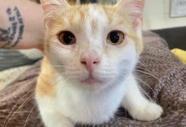 Domestic Short Hair
