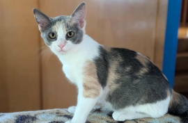 Domestic Short Hair