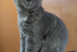 Domestic Medium Hair