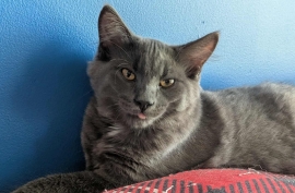 Domestic Medium Hair