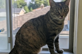 Domestic Short Hair