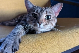 Domestic Short Hair
