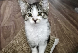 Domestic Short Hair