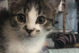 Domestic Short Hair