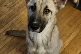 German Shepherd Dog