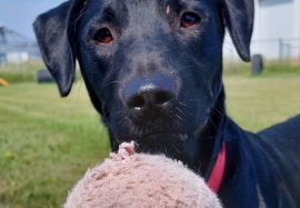 Mixed Breed