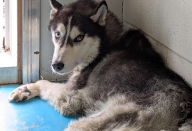 Husky