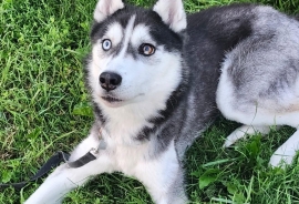 Husky