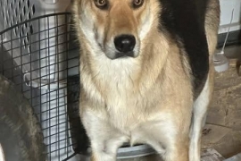 German Shepherd Dog
