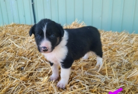 Tri colored pure bred border collie 