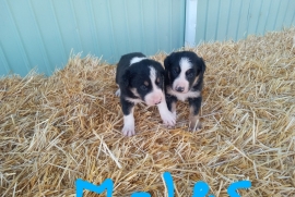 Tri colored pure bred border collie 