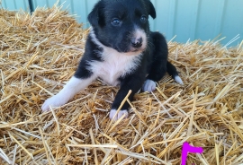 Tri colored pure bred border collie 
