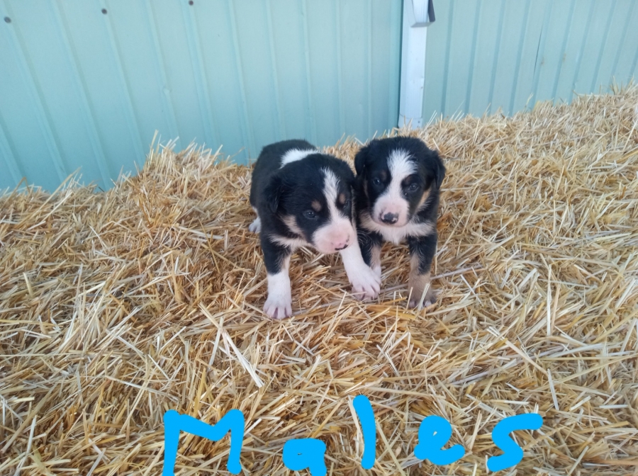 Tri colored pure bred border collie