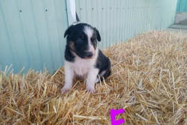 Tri colored pure bred border collie 