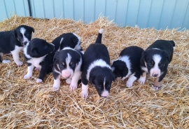 Tri colored pure bred border collie 