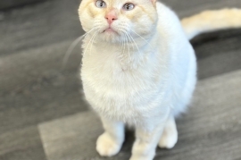 Siamese