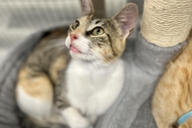 Domestic Short Hair