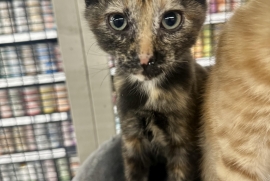 Domestic Short Hair
