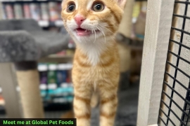 Domestic Short Hair