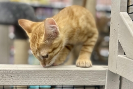 Domestic Short Hair