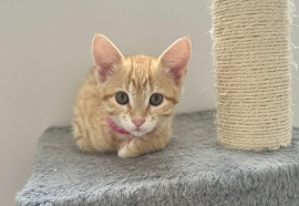 Domestic Short Hair