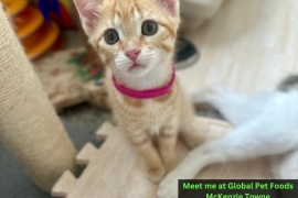 Domestic Short Hair
