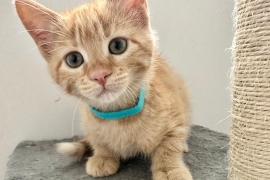 Domestic Short Hair