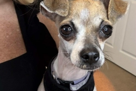 Chihuahua