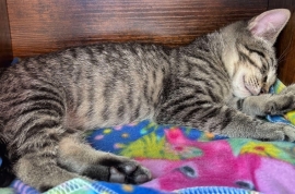 Domestic Short Hair