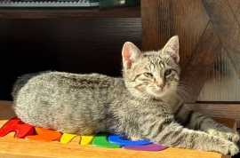 Domestic Short Hair