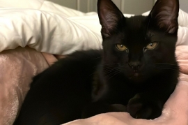 Domestic Short Hair