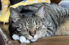 Domestic Short Hair