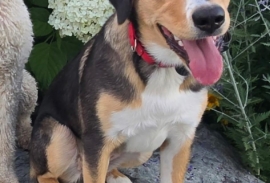 Bernese Mountain Dog
