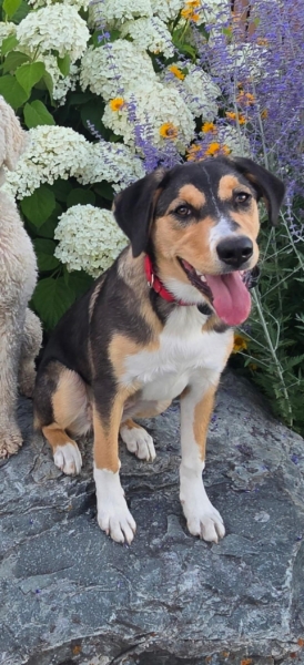 Bernese Mountain Dog