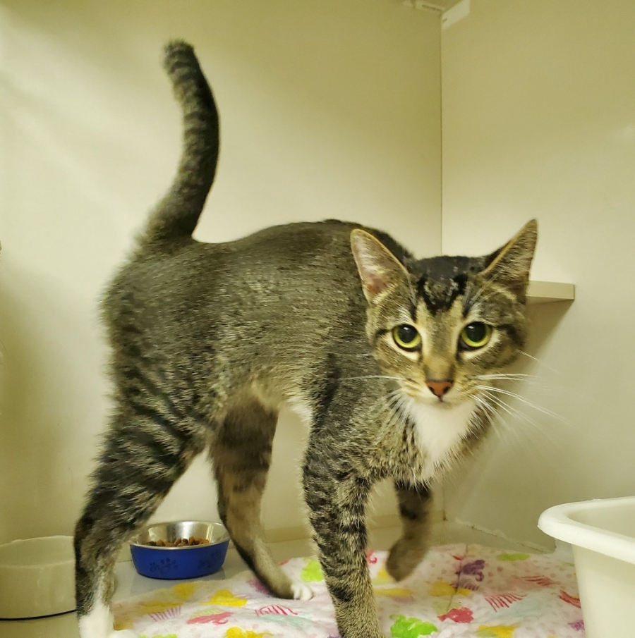 Domestic Short Hair
