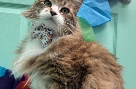 Domestic Medium Hair