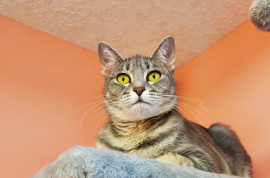 Domestic Short Hair