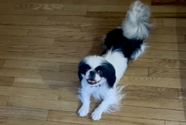 Pekingese