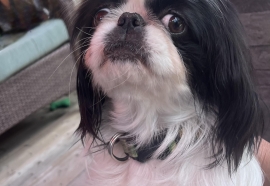 Pekingese
