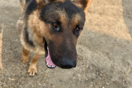 German Shepherd Dog